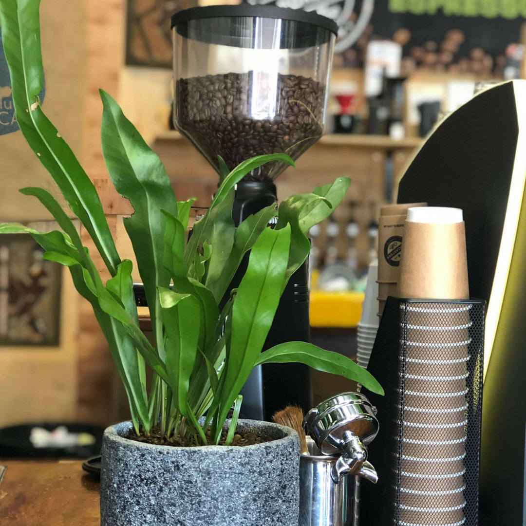 Freshly Roasted Coffee